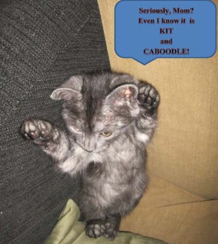 The Whole Kitten Caboodle
