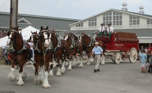Clydesdales
