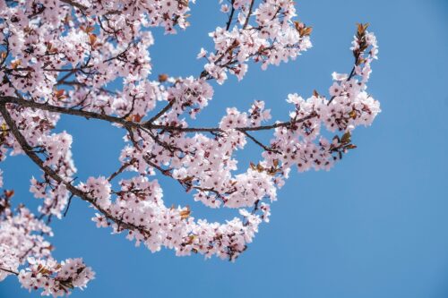 All About Cherry Blossoms