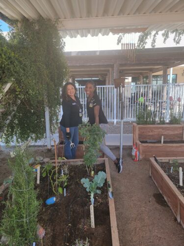 Harrah’s Ak-Chin Casino Employees Replant Employee Garden