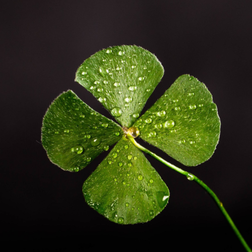 Find Luck on Friday the 13th